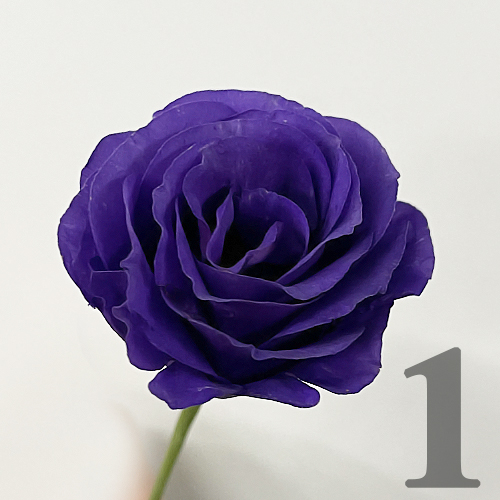 https://apo-admin.mageworx.com/front/img/floristiquesg.myshopify.com/fb291daa0408d21652bc5b2ed7a8ab665f91de96cf8cc7a3b3b2a0e93308d51a
