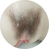 Pubic Hair Shape 2 (+$65)